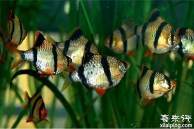 虎皮魚的飼養(yǎng)方法：關(guān)于虎皮魚的飼養(yǎng)方法