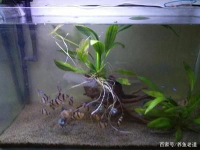 虎皮魚的飼養(yǎng)方式：虎皮魚在魚缸上層游動可能會讓我們對虎皮魚進行健康