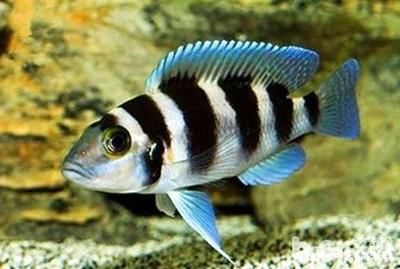 理魚(yú)缸定制魚(yú)缸選擇品牌是非常重要的水溫和適宜的水族箱：如何選擇魚(yú)缸？ 魚(yú)缸百科 第3張