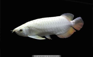 白金河虎魚(yú)是一種生活在南美亞馬遜河流域的大型猛魚(yú)：白金河虎魚(yú)是一種具有極高觀賞價(jià)值和經(jīng)濟(jì)價(jià)值的大型淡水猛魚(yú) 虎魚(yú)百科 第4張