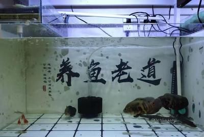 地圖魚撞魚缸的行為由多種因素引起搜索結果總結結果總結：地圖魚撞魚缸是怎么回事