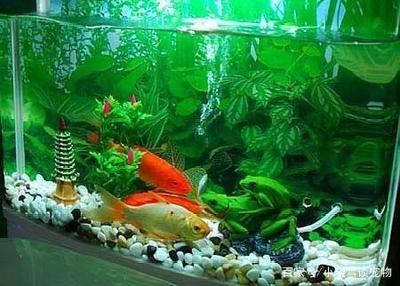 適合在觀賞魚缸中飼養(yǎng)的魚缸中飼養(yǎng)的魚缸中飼養(yǎng)的魚類：如何選擇一個(gè)適合自己的觀賞魚？ 魚缸百科 第1張