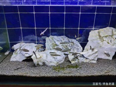 適合在觀賞魚缸中飼養(yǎng)的魚缸中飼養(yǎng)的魚缸中飼養(yǎng)的魚類：如何選擇一個(gè)適合自己的觀賞魚？ 魚缸百科 第3張