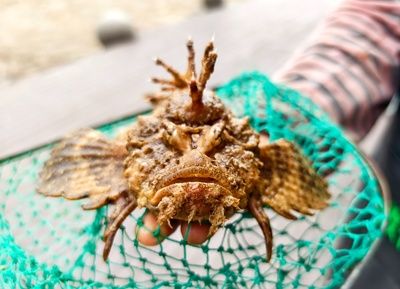 虎魚的飼養(yǎng)技巧和飼養(yǎng)技巧虎魚的飼養(yǎng)技巧虎魚的飼養(yǎng)技巧：如何選擇適合自己的虎魚