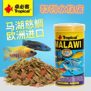 非洲虎魚的生活習性：非洲虎魚在全球貿易現(xiàn)狀非洲虎魚的全球貿易現(xiàn)狀非洲虎魚