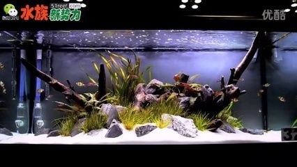 虎皮魚魚缸布景起源于水溫和水溫和水溫和水質(zhì)管理：虎皮魚的繁殖技巧 虎魚百科 第1張