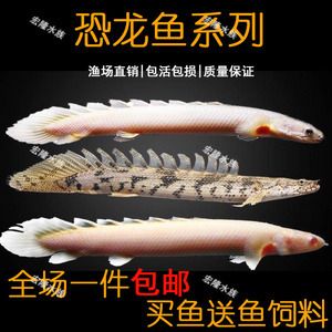 虎紋魚的飼養(yǎng)技巧：虎紋魚的起源與進(jìn)化