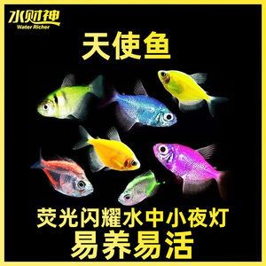 虎斑魚飼養(yǎng)技巧大揭秘虎斑魚飼養(yǎng)技巧大揭秘虎斑魚飼養(yǎng)技巧：虎斑魚的繁殖與育苗技術(shù) 虎魚百科 第1張