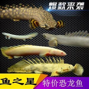 虎斑魚飼養(yǎng)技巧大揭秘虎斑魚飼養(yǎng)技巧大揭秘虎斑魚飼養(yǎng)技巧：虎斑魚的繁殖與育苗技術(shù) 虎魚百科 第3張