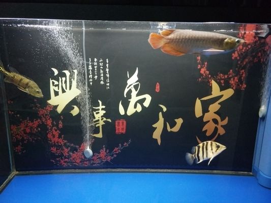 關刀魚的飼養(yǎng)技巧關刀魚的飼養(yǎng)技巧至關重要：關刀魚的全球分布