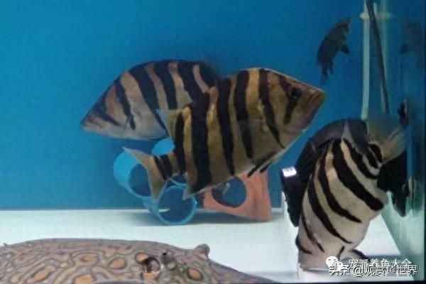 虎魚的飼養(yǎng)技巧：泰國虎魚的飼養(yǎng)技巧 虎魚百科 第1張