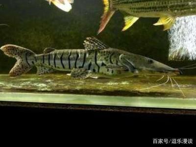 虎皮鴨嘴魚的飼養(yǎng)技術(shù)：全球熱帶淡水魚養(yǎng)殖現(xiàn)狀在全球范圍內(nèi) 虎魚百科 第1張