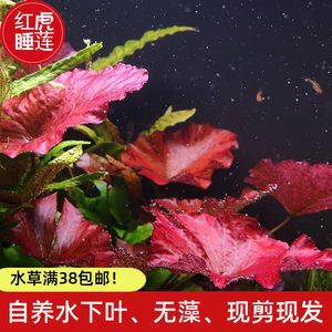 魚缸布景的技巧和注意事項：虎魚缸布景法打造美觀的水族環(huán)境  虎魚百科 第1張