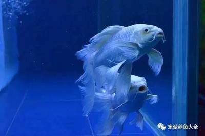 蝴蝶龍鯉魚缸里放什么魚清缸的養(yǎng)護秘籍探索如何正確養(yǎng)護觀賞魚：蝴蝶龍鯉魚缸放什么魚清缸 龍魚百科 第1張