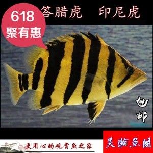 虎魚的價(jià)格和飼養(yǎng)技巧：虎魚與其他觀賞魚的區(qū)別虎魚與其他常見(jiàn)的觀賞魚的區(qū)別 虎魚百科 第3張