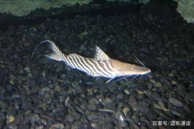 虎紋鴨嘴魚飼養(yǎng)技巧虎紋鴨嘴魚的飼養(yǎng)技巧虎紋鴨嘴魚：虎紋鴨嘴魚的飼養(yǎng)技巧