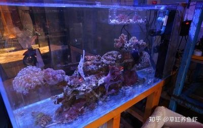 魚(yú)缸水質(zhì)渾濁怎么辦魚(yú)缸水質(zhì)渾濁怎么辦魚(yú)缸水質(zhì)渾濁怎么辦：底濾魚(yú)缸水質(zhì)渾濁怎么辦 魚(yú)缸百科 第3張