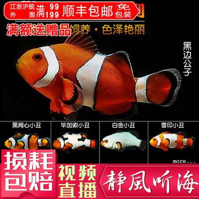 虎魚飼養(yǎng)技巧：虎魚飼養(yǎng)技巧和飼養(yǎng)技巧，虎魚飼養(yǎng)技巧：熱帶魚的飼養(yǎng)技巧 虎魚百科 第3張