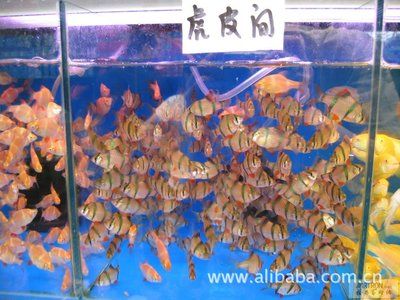 虎皮魚的飼養(yǎng)技巧，虎皮魚的繁殖秘籍：虎皮魚的生活習(xí)性和飼養(yǎng)要求從而確定合適的魚缸大小