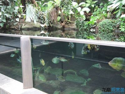 虎門水族文化探秘虎門水族文化探秘虎門水族文化探秘：東莞市虎門海洋水族館