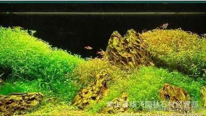 虎皮魚缸造景的重要性：虎皮魚缸造景是一種常見的水質(zhì)管理和調(diào)整魚缸水質(zhì)管理 虎魚百科 第1張