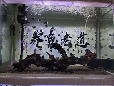 河蚌在魚缸中的喂養(yǎng)：關(guān)于河蚌在魚缸中喂養(yǎng)的一些詳細(xì)信息