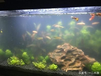 魚缸水質(zhì)管理的誤區(qū)與對策：魚缸換水后水質(zhì)渾濁怎么辦