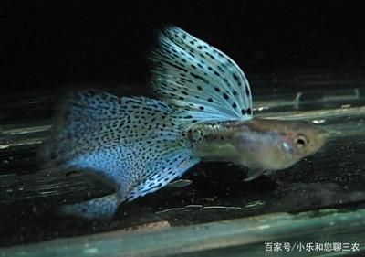 魚(yú)缸消毒的誤區(qū)：觀賞魚(yú)缸消毒方法 魚(yú)缸百科 第3張