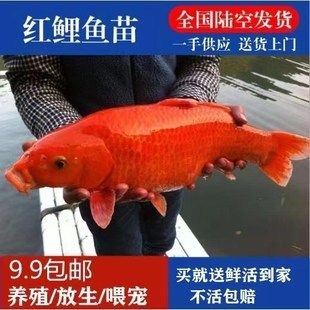 紅鯉魚的起源與分布：養(yǎng)殖紅鯉魚的注意事項(xiàng) 魚缸百科 第3張