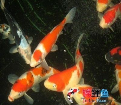 紅色的錦鯉魚在魚缸里養(yǎng)養(yǎng)可能會因為多種原因而逐漸變淺：紅色的錦鯉魚在魚缸里養(yǎng)養(yǎng)變淺了怎么辦？ 魚缸百科 第2張