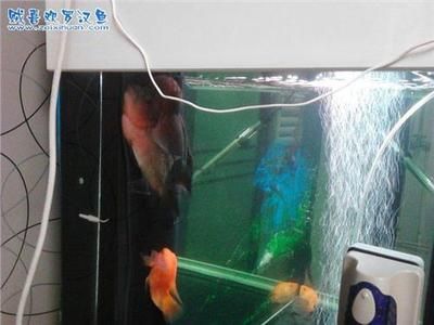 換水后魚缸壁上的氣泡通常是由多種原因造成的：換水后魚缸壁上出現(xiàn)氣泡怎么辦？ 魚缸百科 第1張