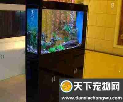 桓臺縣水族箱養(yǎng)護指南：桓臺縣多家店鋪銷售魚缸 魚缸百科 第3張