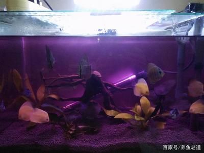 高錳酸鉀魚缸消毒的方法：高錳酸鉀使用方法 魚缸百科 第1張