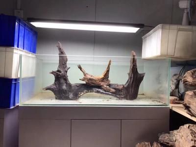 南美風(fēng)格魚缸造景的選擇與處理方法：全球水族造景文化探秘南美風(fēng)格魚缸造景的選擇與處理技巧 魚缸百科 第1張