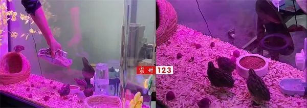 魚缸漏水的解決方案：過年期間魚缸漏水不要擔(dān)心，這些解決方案希望能對你有所幫助 魚缸百科 第2張