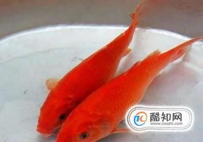 紅鯉魚魚缸味道特別大怎么辦？：紅鯉魚魚缸味道特別大可能與以下幾個因素有關(guān) 魚缸百科 第2張