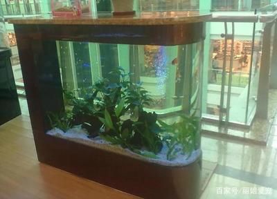 古法魚缸適合養(yǎng)在古法魚缸中的小型魚類，水質(zhì)管理技巧：古法魚缸適合養(yǎng)什么魚