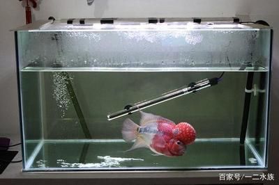 廣州魚缸加熱棒生產(chǎn)廠家：水族加熱棒的安全使用指南：廣州魚缸加熱棒廠家 魚缸百科 第4張