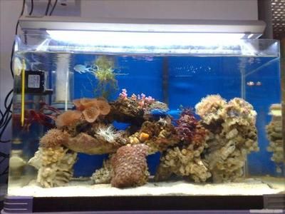 海水生態(tài)魚缸制作過程中需要注意以下幾點和注意事項：制作海水生態(tài)魚缸需要準備以下材料和注意事項 魚缸百科 第4張