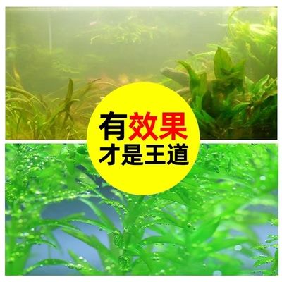 魚缸綠藻怎么養(yǎng)？：74719篇燈光照魚缸綠藻生長的條件魚缸綠藻處理方法 魚缸百科 第2張