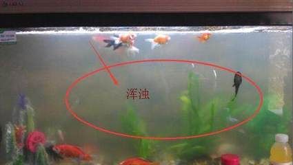 魚缸消毒處理方法：剛買回來的魚缸常見的魚缸消毒處理方法及消毒方法 魚缸百科 第3張