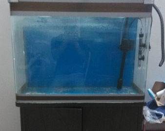 魚(yú)缸定做廠家招工：廣州水族文化探索廣州水族文化探索廣州魚(yú)缸定做廠家招工 魚(yú)缸百科 第1張