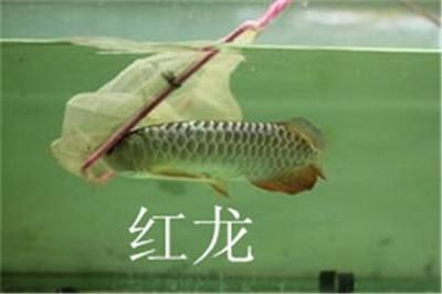 養(yǎng)海缸需要選擇合適的魚缸，以下是根據(jù)搜索結(jié)果得出的信息：養(yǎng)海缸需要選擇合適的魚缸 魚缸百科 第4張