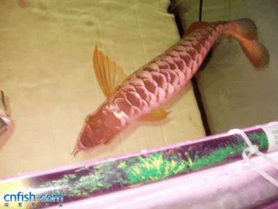 魚(yú)缸十大品牌有哪些：亞克力魚(yú)缸十大品牌排行榜前十名有哪些亞克力魚(yú)缸品牌排行榜前十名 魚(yú)缸百科