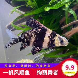 淡水魚(yú)繁殖技巧繁殖淡水魚(yú)需要注意的技巧和知識(shí)和知識(shí)：養(yǎng)淡水魚(yú)的技巧 魚(yú)缸百科 第4張