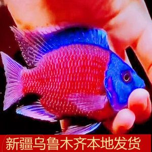 孔雀魚被認(rèn)為是一種比較好養(yǎng)的觀賞魚，它們適應(yīng)性強(qiáng)：關(guān)于孔雀魚飼養(yǎng)難度的一些詳細(xì)信息