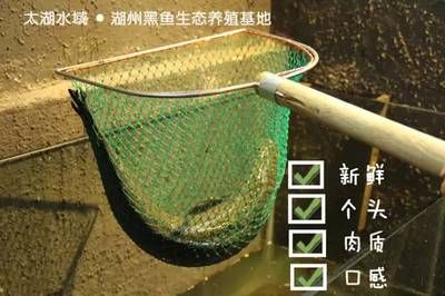 黑魚飼養(yǎng)技巧和飼養(yǎng)技巧和注意事項(xiàng)和注意事項(xiàng)和注意事項(xiàng)：關(guān)于黑魚在魚缸里怎么養(yǎng)的一些詳細(xì)信息 魚缸百科 第1張