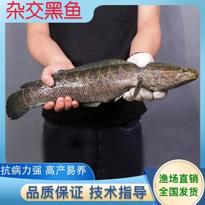 黑魚飼養(yǎng)技巧和飼養(yǎng)技巧和注意事項(xiàng)和注意事項(xiàng)和注意事項(xiàng)：關(guān)于黑魚在魚缸里怎么養(yǎng)的一些詳細(xì)信息 魚缸百科 第3張