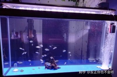 魚(yú)缸加熱棒選擇底濾魚(yú)缸加熱棒品牌推薦28篇：底濾魚(yú)缸加熱棒推薦 魚(yú)缸百科 第1張