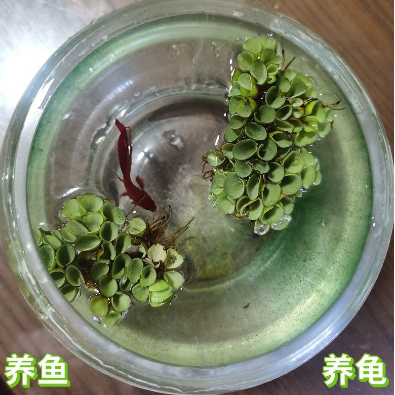 葫蘆可以用作魚(yú)缸造景的一部分，但需要注意適度管理和維護(hù)：水葫蘆可以用作魚(yú)缸造景的一部分，但需要注意適度管理和維護(hù) 魚(yú)缸百科 第2張